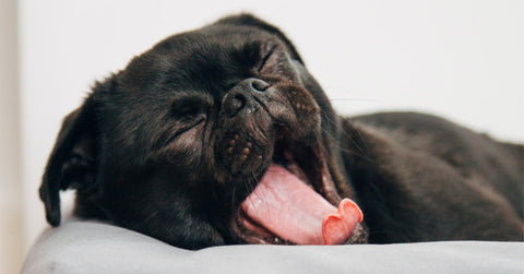 Dog yawning