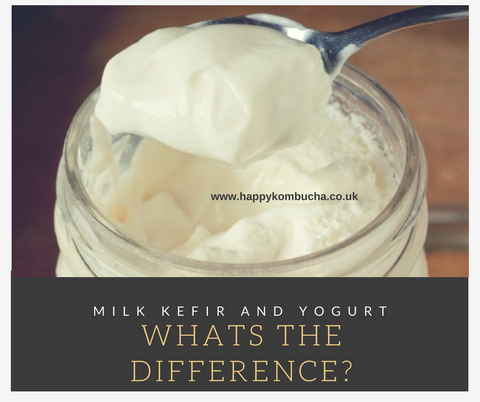 kefir v yogurt