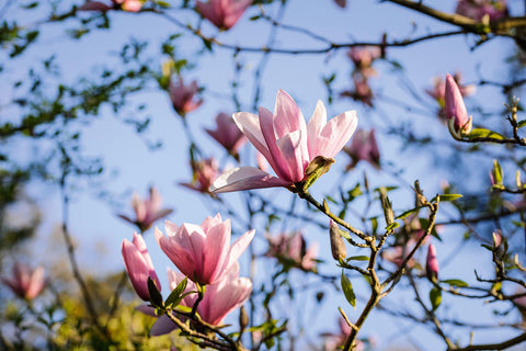 Spring flowers- happykombucha