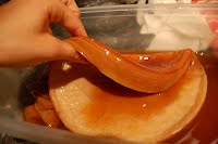 Kombucha scoby- happy Kombucha