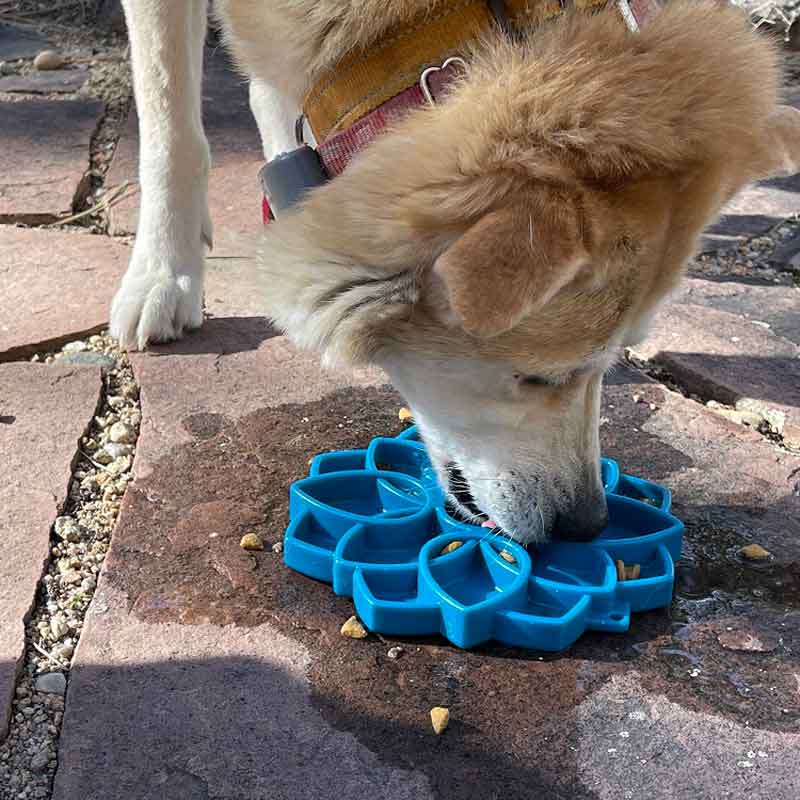 Spin Bougainvillea Interactive Slow Feeder Pet Bowl Orange