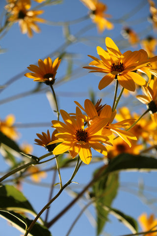 rudbeckia