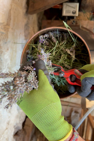 The alembic is filled with lavender for distillation.