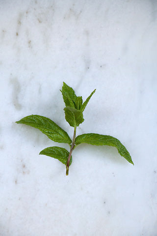 Peppermint from the garden for an infusion