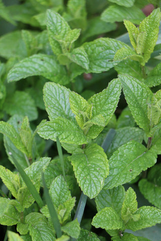 Peppermint from the garden, perfect for a "Moorish tea"