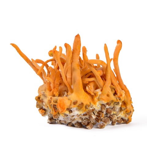 cordyceps uk