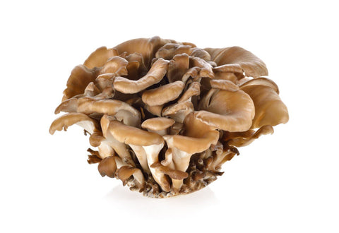 maitake mushroom uk
