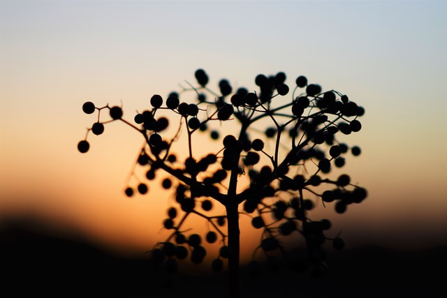 black elderberry immune system