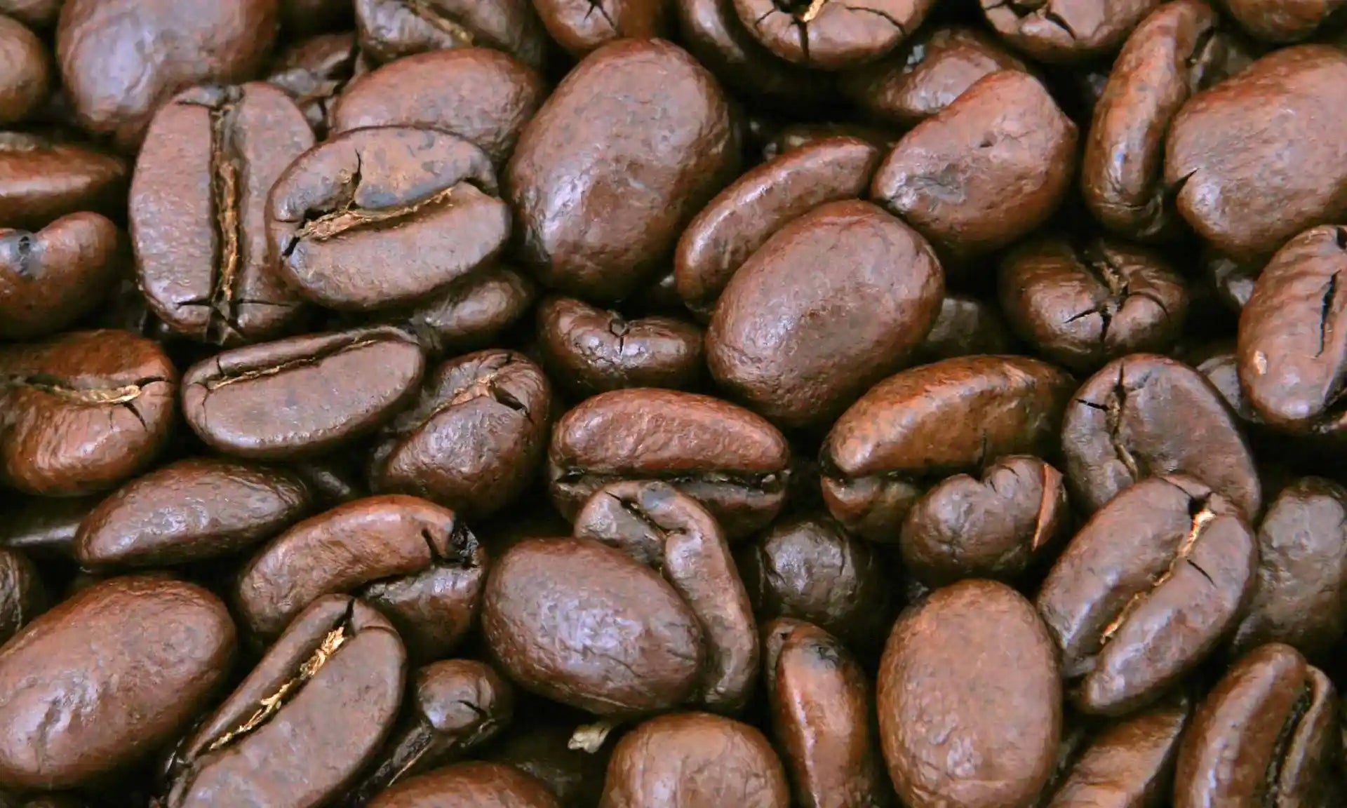 Brown Bear Coffee