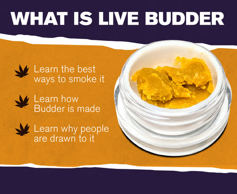 what is live budder