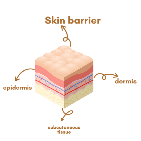 skin barrier