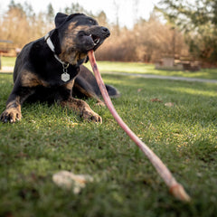 Puppy with Bully Cane