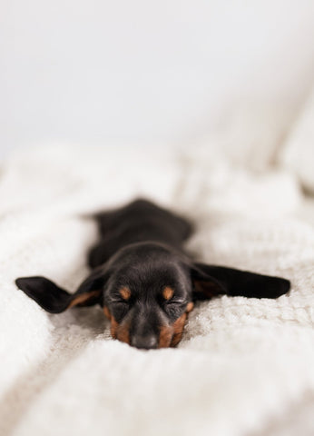 how to get a puppy to sleep through the night