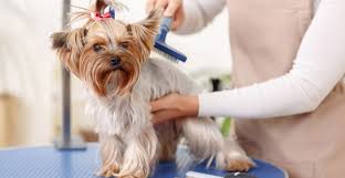 Dog Grooming Online Course