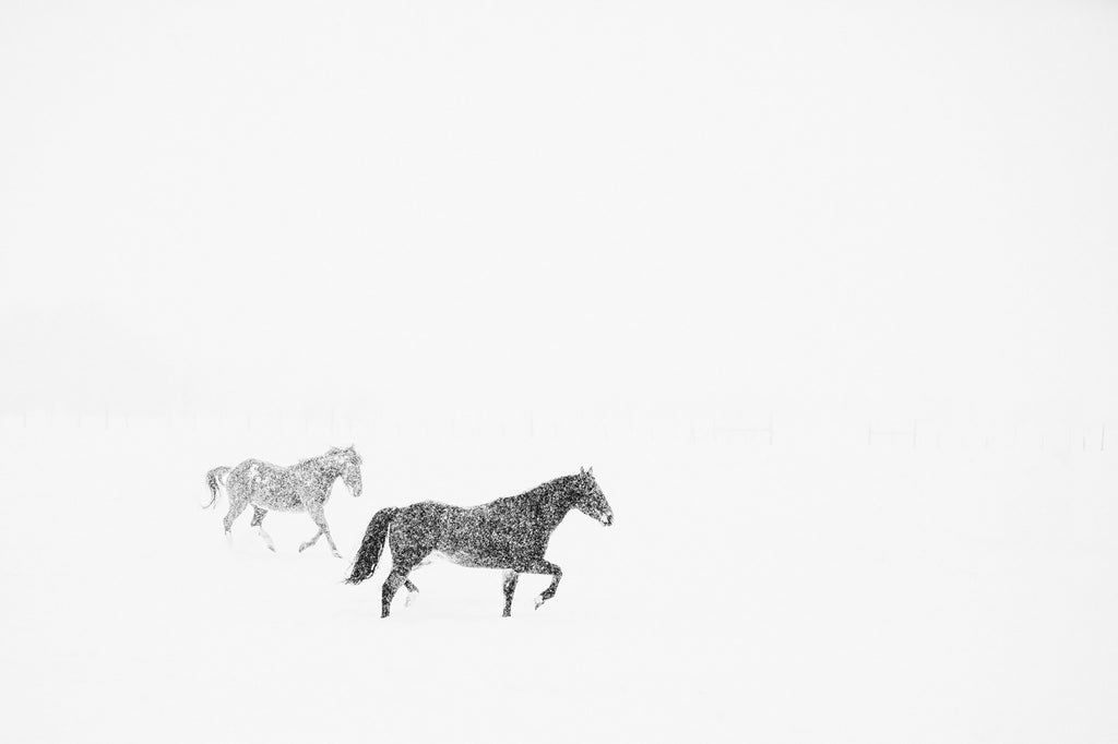 Black and white photograph of horses running in snow. 