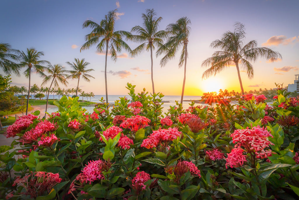 bliss oahu palms