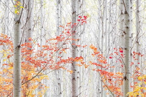 "Flicker" aspen forest fine art photography