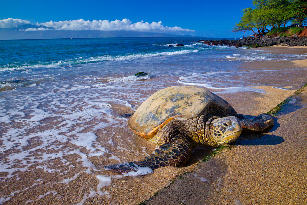 Photography of a large seaturtle asleep on a beach in Maui Hawaii. 