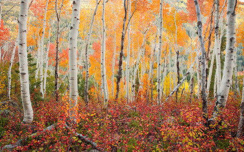 "Matchsticks" aspen photography