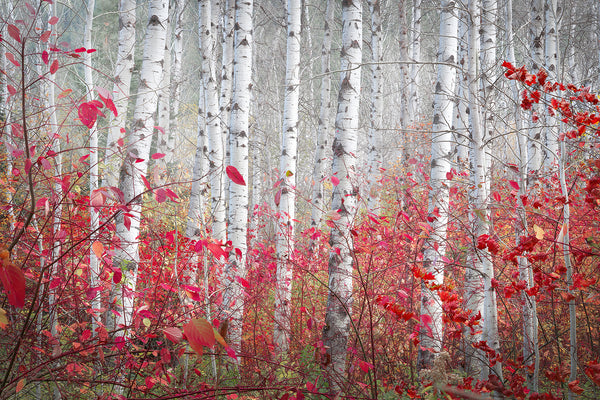 aspen forest photography with red foliage