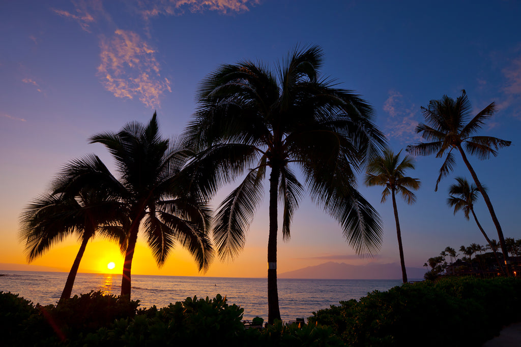 Fine art photograph of palm trees at sunset in Maui, Hawaii. 