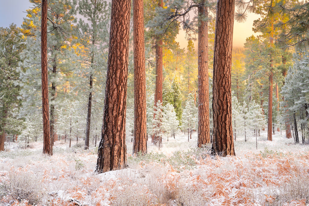 Winter Ponderosas pines in bend oregon in the snow. 