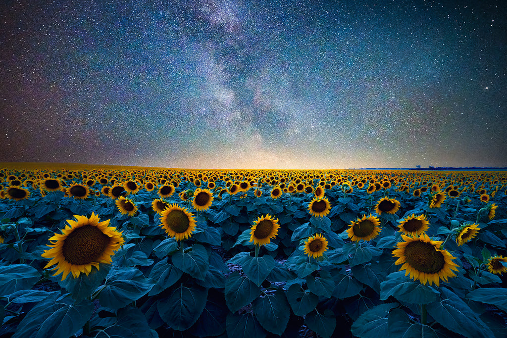 photographing a sunflower field under the milkyway.