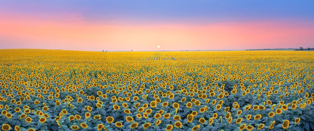 photographing a sunflower field in south dakota at sunset. 