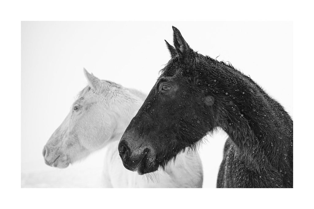 limited edition horse photography for sale 