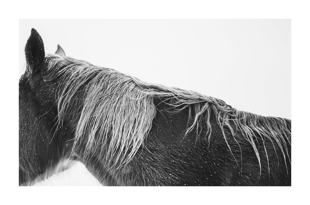 Black and white of a horses mane. 