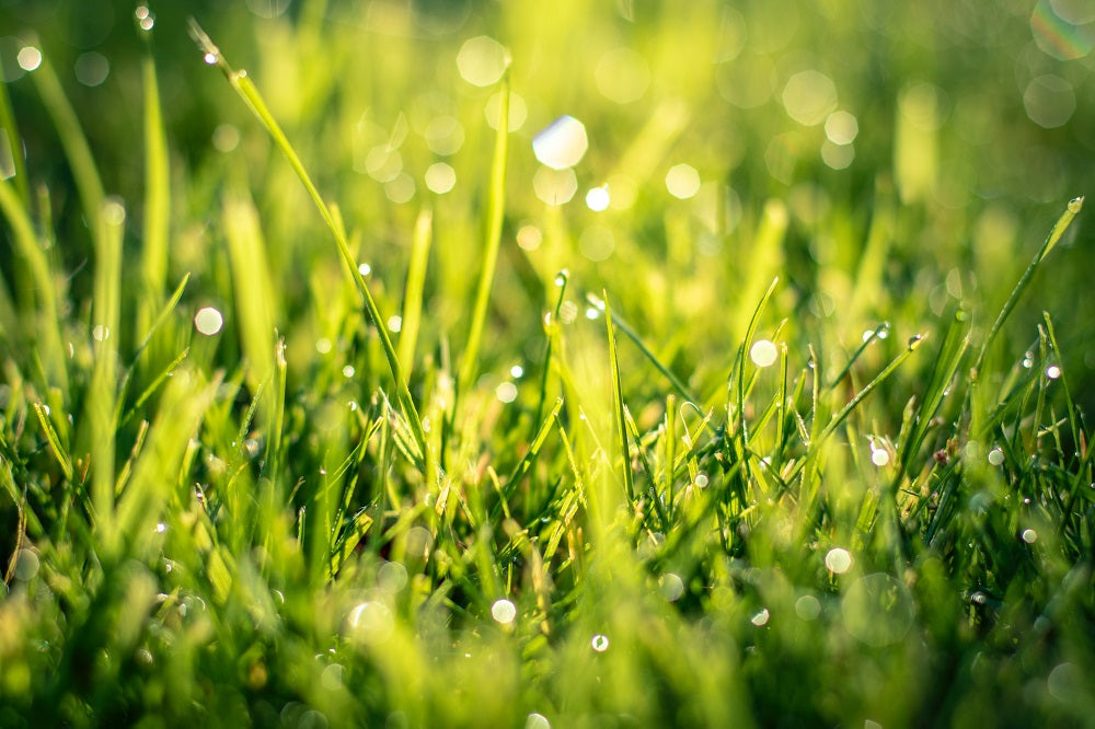 Closeup of grass in the sunset.