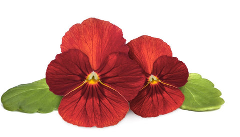 Red pansy plant.