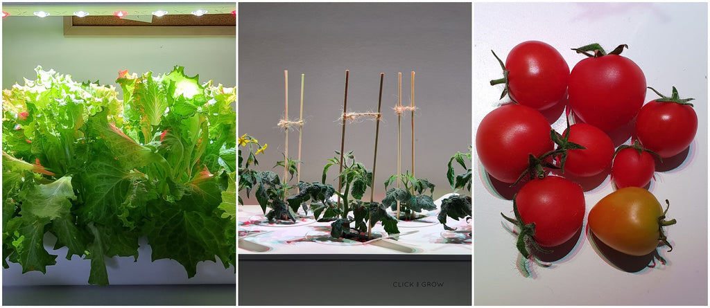 Collage of produce grown in Click & Grow smart gardens.