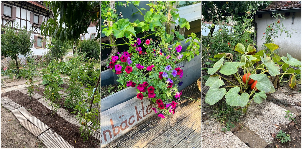 Collage of outdoor plants growing in a garden.