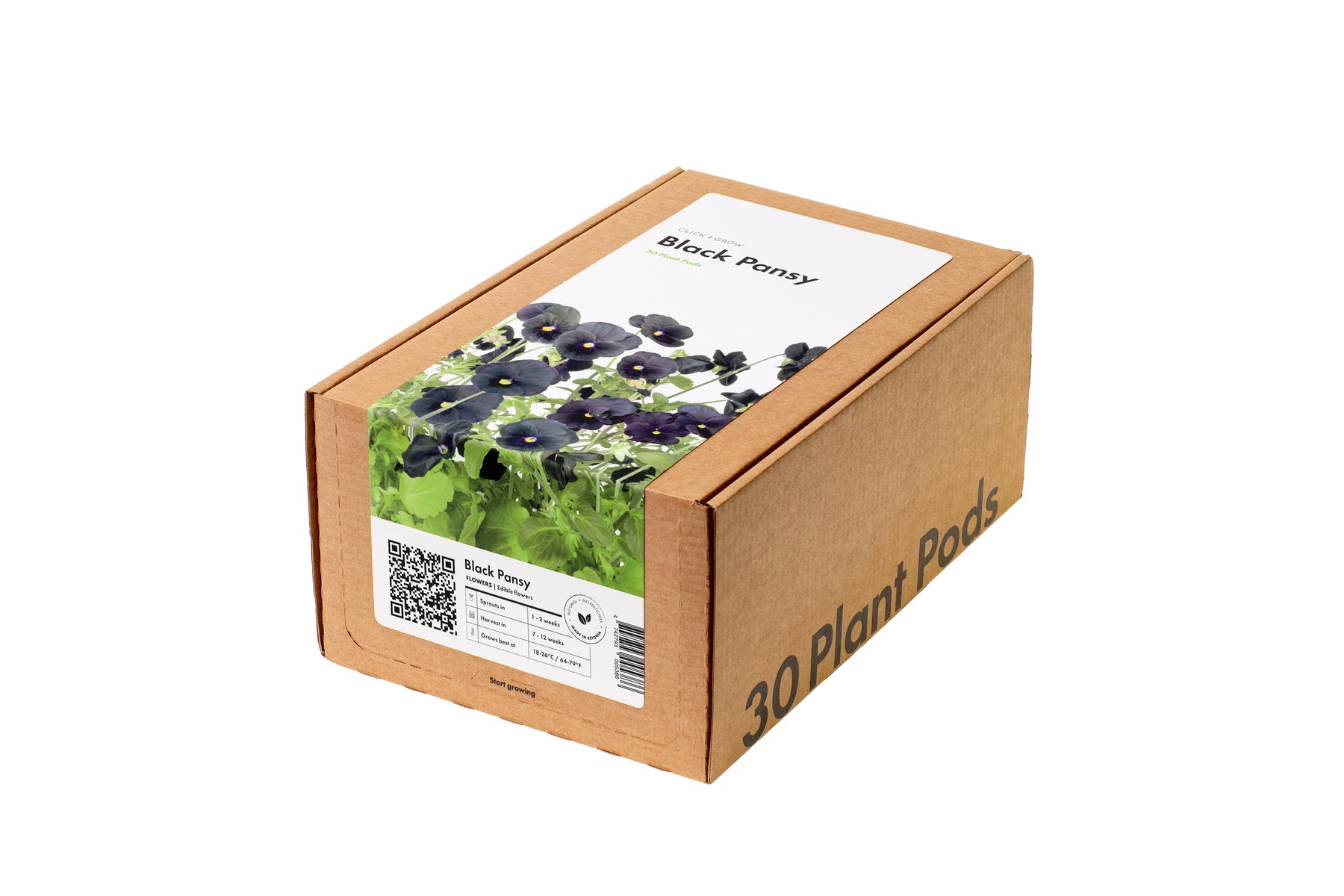 Black Pansy 30-pack