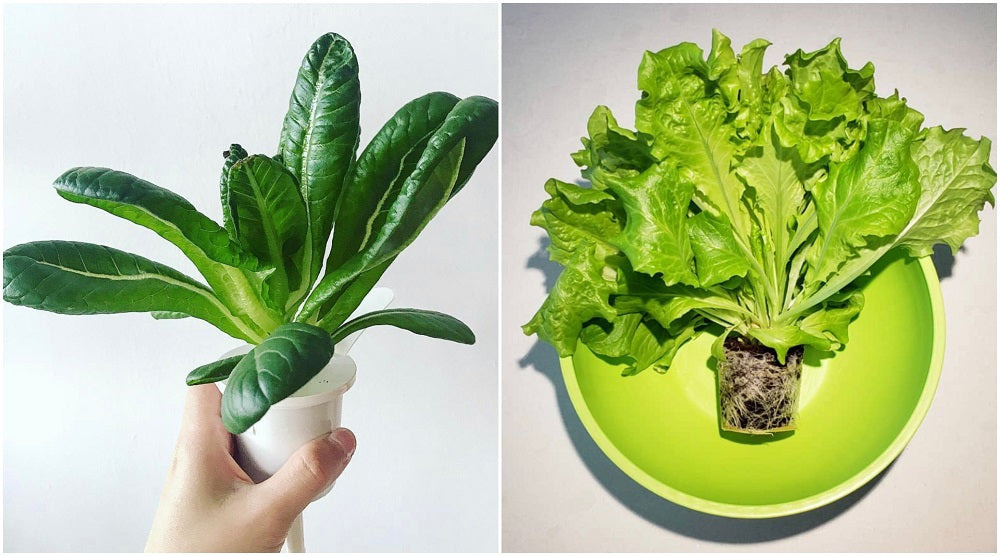 Collage of healthy looking Click & Grow lettuce.