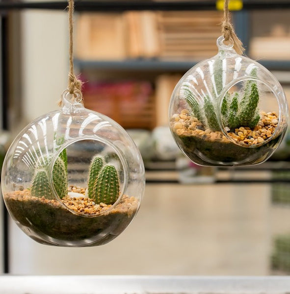 Hanging glass plant pots with cacti inside