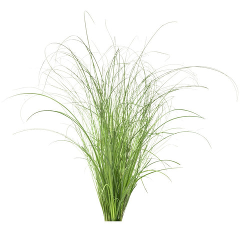 Click and Grow Ornamental Grass