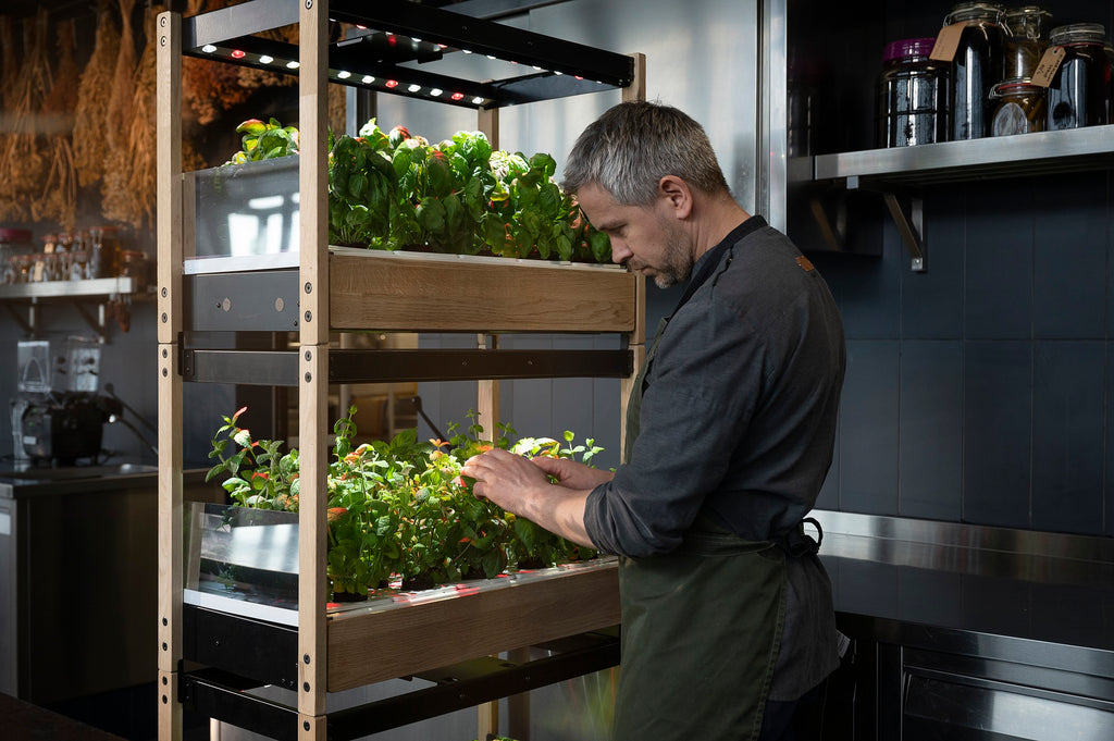 Chef harvesting herbs from the Click & Grow 25 in a restaurant kitchen.