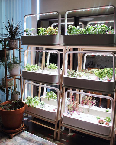 Two Smart Garden 27s alongside each other in a cozy home.