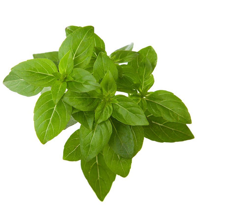 Closeup of dwarf basil against a white background.