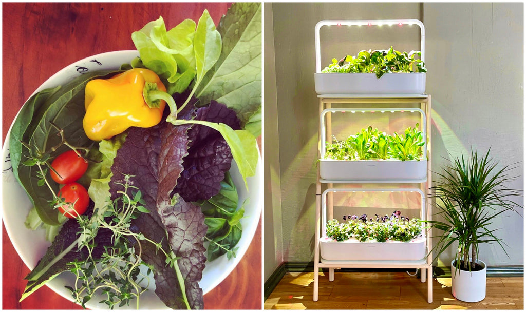 Collage of food grow in Click & Grow smart gardens.