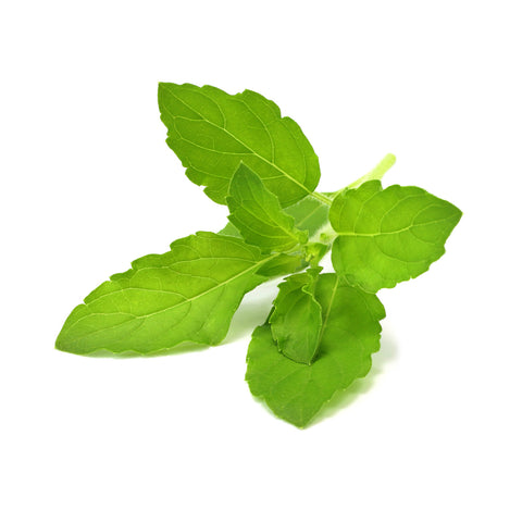 Click & Grow Holy Basil against a white backdrop.