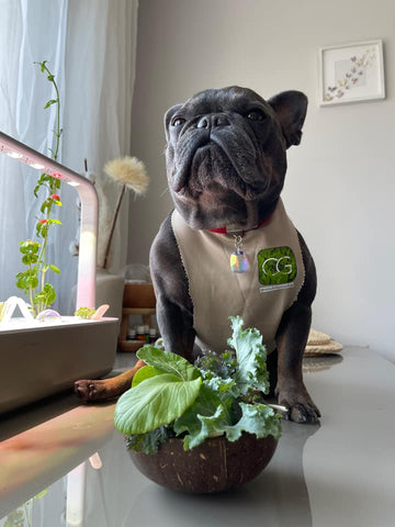 Dog with a bowl of Click and Grow salad.