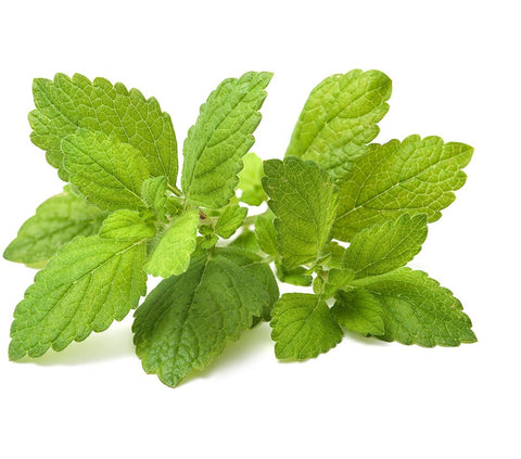 Lemon Balm against a white background.