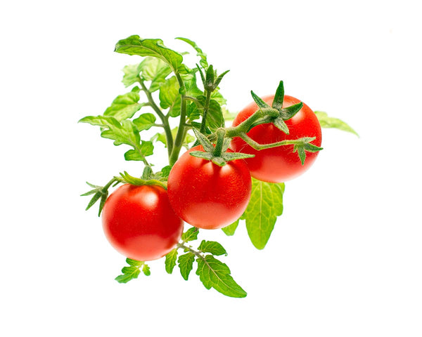 mini tomato, indoor garden, tips and tricks for gardening 