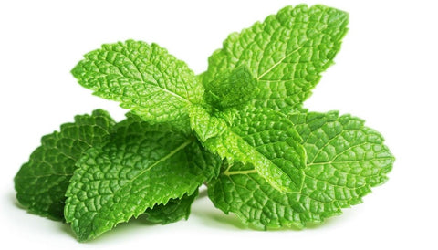 Click & Grow peppermint