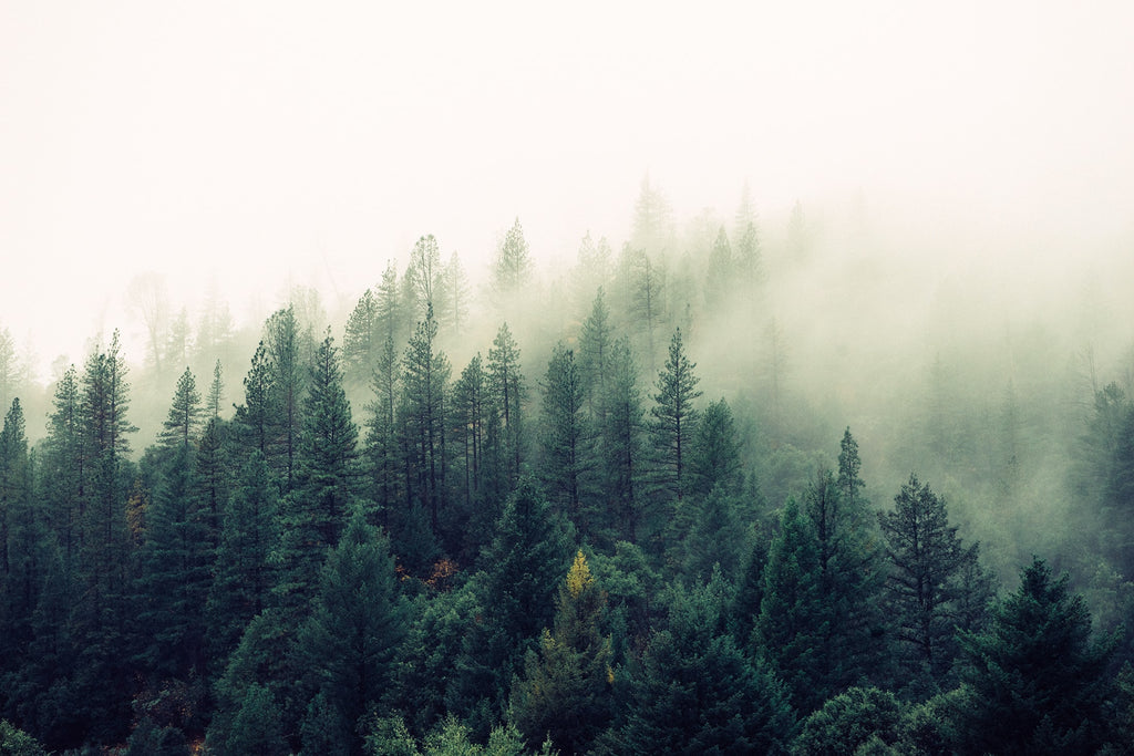 Forest surrounded by mist