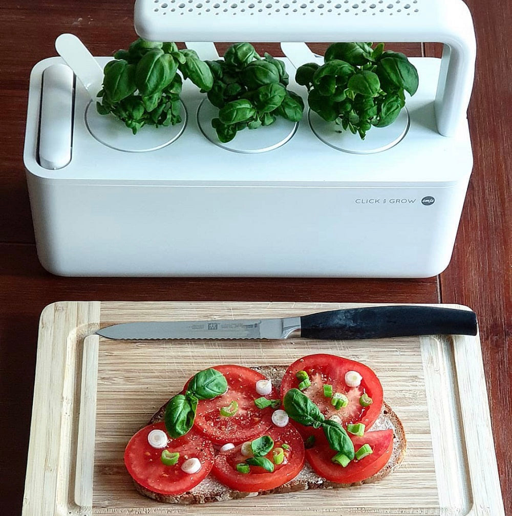 Young basil growing in a Smart Garden 3.