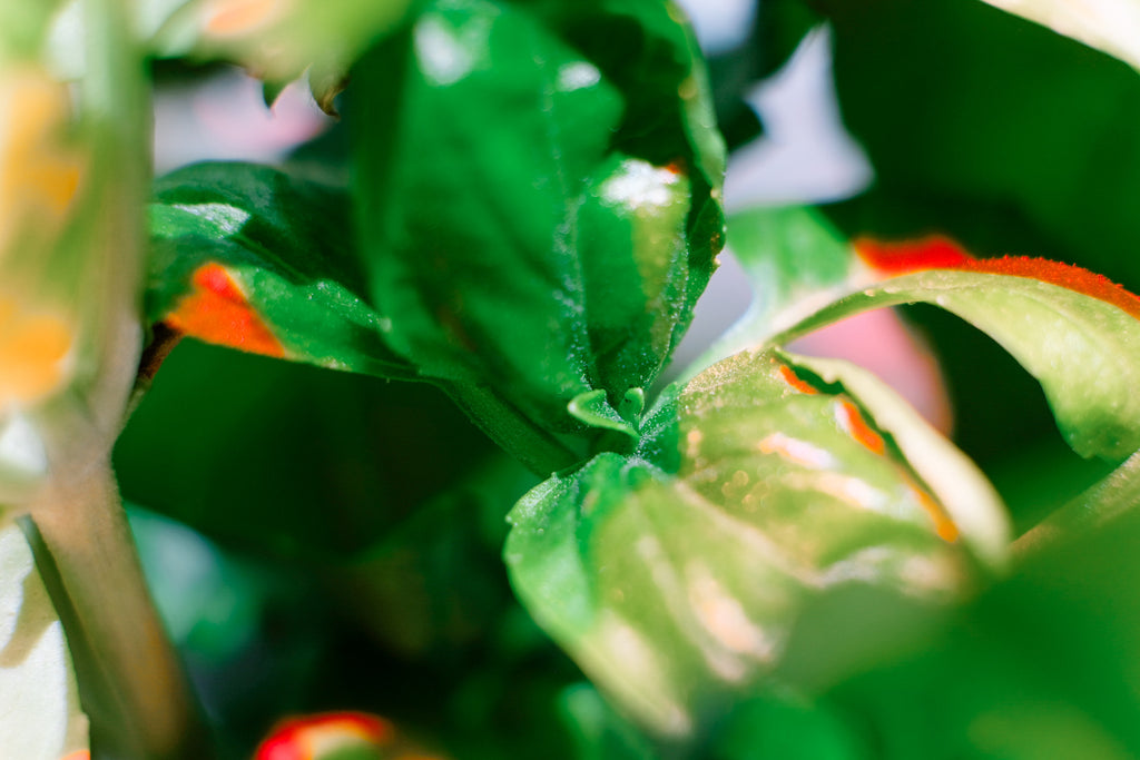 closeup of Click & Grow basil plant.